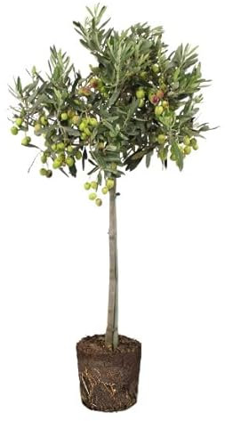 Olivo | DECOALIVE | Olea Europaea | Árbol de Interior y Exterior | Planta Natural
