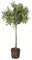Olivo | DECOALIVE | Olea Europaea | Árbol de Interior y Exterior | Planta Natural