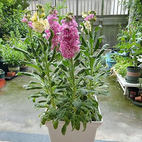 100 pcs veilchen samen winterhart - zimmerpflanzen wenig lichtbedarf usambaraveilchen,Matthiola incana,Violette pflanztopf blumen geschenk bienenwiese topfpflanzen draußen winterhart