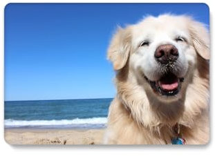 HLAAJJX Funda Dura Compatible con MacBook Pro 15 Pulgadas 2015 2014 2013 2012 A1398 con Pantalla Retina, Plástico Carcasa Delgada Cubierta Protectora - Perro Playa