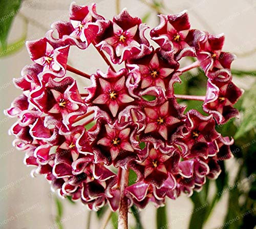 Sumpf frisch 100 Stück Hoya Carnosa Blumensamen zum Pflanzen von Rot