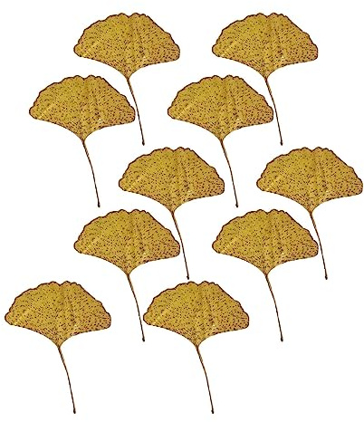 MagiDeal 10 Stück getrocknete gepresste Blätter, gepresste Blätter, echte getrocknete Herbstblätter, getrocknete Ginkgoblätter für DIY-Kunsthandwerk,