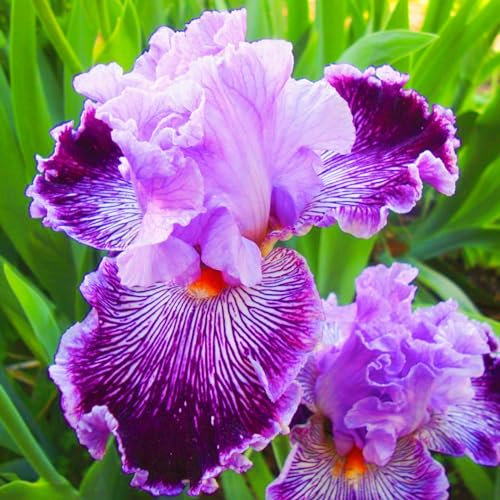 Bulbi Dell'Iride-Iris Bulbi,Bulbi Di Iris,Bulbi Da Fiore Iris,Bulbi Iris,Iris Bulbi Misti,Iris Bulbi Rifiorente,Pianta Perenne-10Bulbi-c