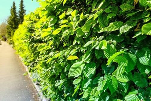 10st. Hainbuche 50-80cm ohne Topf gemessen Heckenpflanzen Carpinus betulus Hecke Weißbuche Gartenhecke Hainbuchen