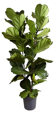 Bloomique - Ficus Lyrata - Geigenblatt - XXL Zimmerpflanzen - Luftreinigend - Pflegeleicht - Höhe 140-160 cm - 30 cm Topf