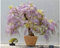 Reale Imperatrice principessa Bonsai Semi di Seed