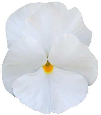 Winter Bedding Plants - Pansy 'Delta Pure White' - 6 x Full Plant Pack - Winter Pansies Ready to Plant - Winter Pansies - Pansy Plants - Bedding Plants - Pansies - Premium Quality Plants
