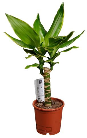 Palo de Brasil Natural la Planta de Interior Perfecta para un Estilo Natural y Sofisticado