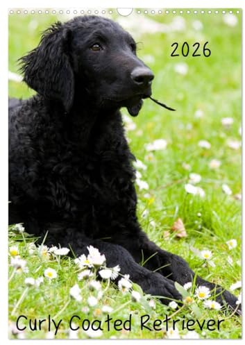 Curly Coated Retriever 2026 (Wandkalender 2026 DIN A3 hoch), CALVENDO Monatskalender: 13 wunderschöne Bilder des Curly Coated Retriever von der Tierfotografin Vivian Kammholz (CALVENDO Tiere)