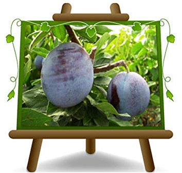 Ciruela Grossa de Felisio - Planta frutal en maceta 20 injertado Portainjerto myrobolan - max 170 cm - 2 años