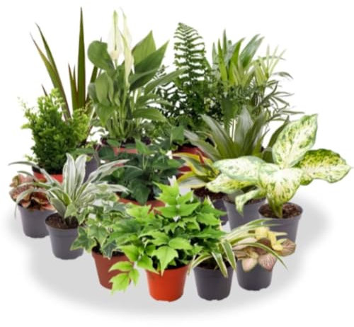 Pack de 10 plantas de interior, 15-30 cm. Mix de plantas de interior variadas. Plantas de interior decorativas y fáciles de cuidar, ideales para embellecer espacios cerrados. Segura Garden.
