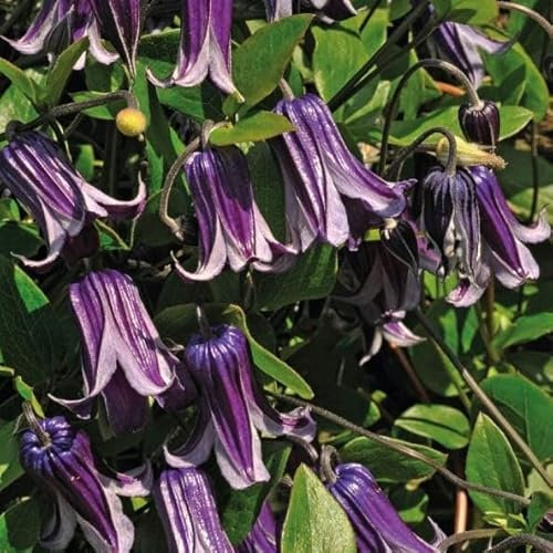 Clematis Bylinowy Rooguchi 1L - Pflanze für Anfänger und professionelle Gärtner - Ideal für Kleingarten, Garten - Schöne Pflanze mit ungewöhnlichen Blüten - Genießen Sie jeden Tag ihre Farben