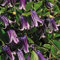 Clematis Bylinowy Rooguchi 1L - Pflanze für Anfänger und professionelle Gärtner - Ideal für Kleingarten, Garten - Schöne Pflanze mit ungewöhnlichen Blüten - Genießen Sie jeden Tag ihre Farben