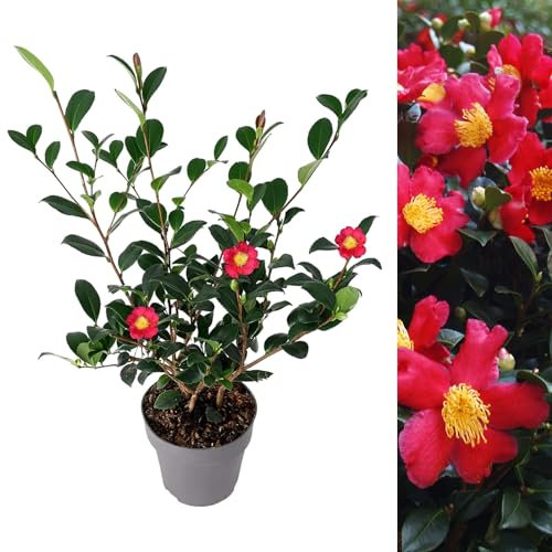 Camellia X Vernalis ‘Yuletide’ Plant 50-60cm in Height - Strong Camellia Japonica Plant in a 2Litre Pot