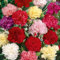 CHTING 300pcs Mix Nelke Samen Zum Dekorieren Von Blumenbeeten Und Rändern Wenn Die Blumen In Voller Blüte Sind Der Leichte Duft Verwandelt Sich Zu Hause In Eine Bezaubernde Landschaft