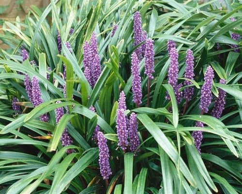 Schlangenbart 'Ingwersen' im Topf Liriope muscari winterhart immergrün