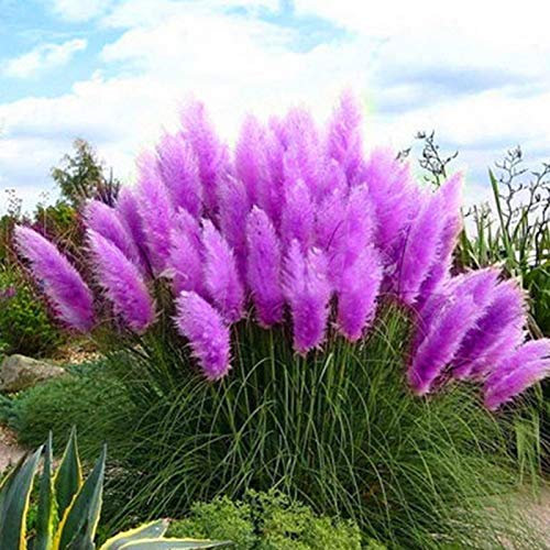 300 semi di pampas erba pianta casa ufficio ornamento giardino bonsai decorazione fai da te - semi viola pampas - semi di fiori, semi di verdura, semi di frutta, semi di piante da giardino