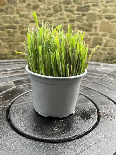 Ready-to-Eat Cat Grass – Fresh Live Plants for Cats, Rabbits, Guinea Pigs & Small Animals | Wheat, Barley, Rye & Oats | Supports Digestion & Immunity | Organic Fibre, Vitamins & Minerals