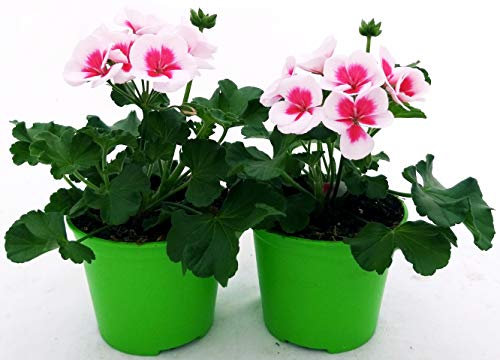 POWERS TO FLOWERS - GERANIO ZONALEHERCULES, PELARGONIUM, 2 PIANTE VASO 14, ROSA BICOLORE, piante vere
