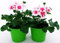 POWERS TO FLOWERS - GERANIO ZONALEHERCULES, PELARGONIUM, 2 PIANTE VASO 14, ROSA BICOLORE, piante vere