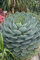 Agave parryi VAR truncata 15 SEMI