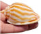 KXAOXGRC Coquillage Naturel de Coquille de Noix de Conque， Coquillages de mer naturels de 5 à 7 cm, Grands escargots de pastèque for Bricolage, décoration de Mariage, fête à thème sur la Plage