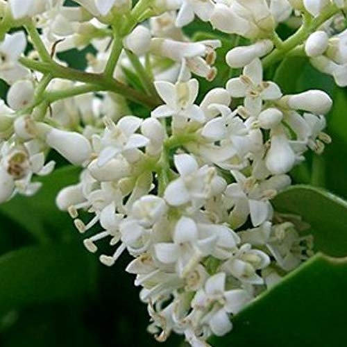 Ligustrum Japonicum- Troène du Japon 60-80 cm en conteneur