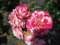 Rosa Abracadabra ® - Beetrose Abracadabra ® - Fantasia-Rose - Kordes Rose