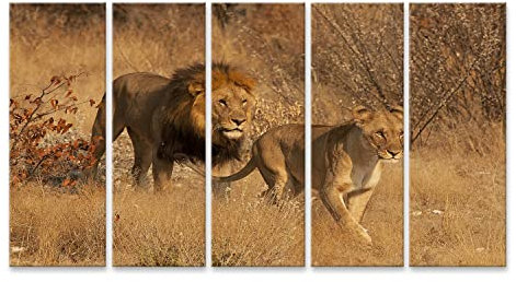 islandburner Bild auf Leinwand Löwe Löwin Bilder Wandbilder Poster HVTK-5P