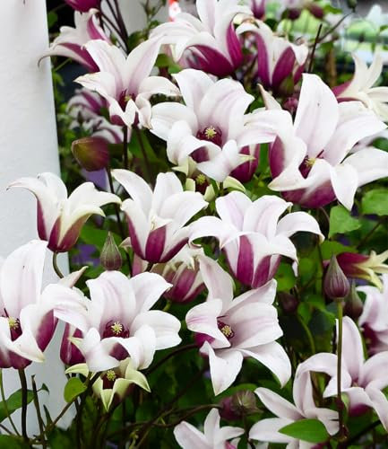 BALDUR Garten Tulpen-Clematis 'Princess Kate®', im 2-Liter Topf,1 Pflanze, winterhart, hunderte Blüten, einmaliges Farbspiel, perfekt für Spaliere, Zäune & Obelisken, mehrjährig, pflegeleicht