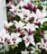 BALDUR Garten Tulpen-Clematis 'Princess Kate®', im 2-Liter Topf,1 Pflanze, winterhart, hunderte Blüten, einmaliges Farbspiel, perfekt für Spaliere, Zäune & Obelisken, mehrjährig, pflegeleicht