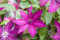Clematis Hybride 'Ernest Markham' 100-150 cm - Waldrebe, purpurrote Blüten, Blütezeit Juni-September, ideal für Rankgerüste, pflegeleicht und winterhart