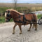 Pagony Nylon Geschirr Schwarz Größe: Pony