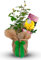 Good Luck Rose Bush - Gift Wrapped Rose Bush - Grown in a 3Litre Pot - Ready to Plant (1 Plant)