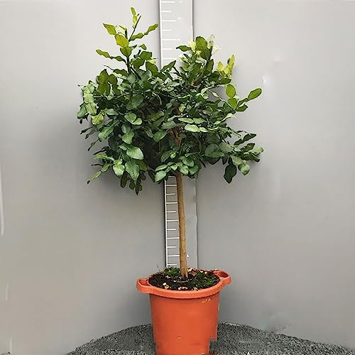 SAVINI VIVAI Zitruspflanze Combawa im 35 cm Topf, Höhe 150–180 cm, 6–7 Jahre Veredelung, hergestellt in Italien