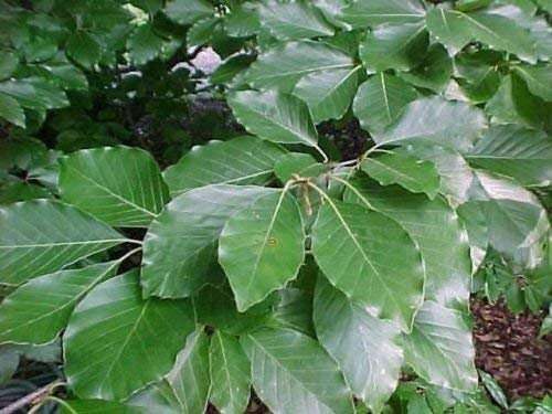 Semi di albero FAGGIO Fagus sylvatica EUROPEO!