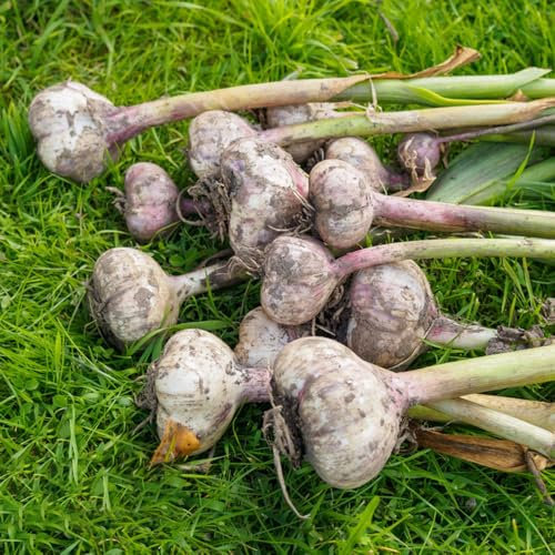 pflanzknoblauch winterhart bio - steingartenpflanzen winterhart knoblauch zum pflanzen indoor kräutergarten gewächshaus balkon zimmerpflanze winterhart geschenke blumendeko 4pcs