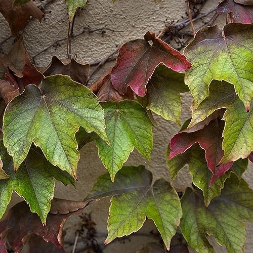 200 pcs Parthenocissus tricuspidata wilder Wein samen - zimmerpflanzen wenig lichtbedarf Creeper,Parthenocissus Quinquefolia saat pflanzen für balkonkästen winterhart topfpflanzen