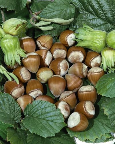 Corylus avellana 'Hallesche Riesennuss' 100–150 cm – Winterhart, Mehrjährig, Pflegeleicht – Haselnussstrauch – Heckenpflanze für Garten & Sichtschutz