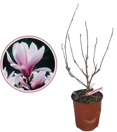 Vivaio Garden Forest Pianta di Magnolia Soulangeana Susan, Pianta media grandezza, Pianta fiore, Pianta primavera, Pianta per tutti i climi, Pianta reale, Giardino, Terrazzo, Vaso 18cm, H 80cm