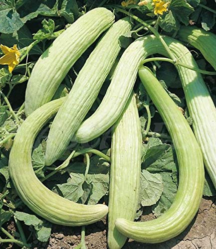 portugiesische Gurke Alficoz Samen aus Portugal 100% Natur (ohne Chemie) handgepflückt und sonnengetrocknet/Massenträger sehr intensiver Geschmack (25 Samen)