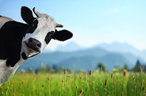 Papier Peint Photo INTISÉE-VACHE DRÔLE-(FP1030)-400x260 cm-Humour Bovin Domestique Pâturage Animal Nature Paysage Décor Murale XXL Poster Géant Affiche Décoration