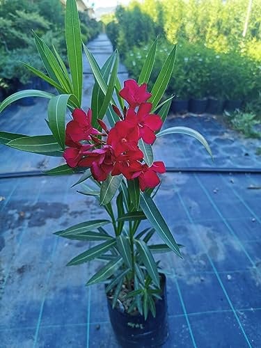 Pianta di Oleandro Cespuglio Multicolore vs16, nerium oleander (Rosso)