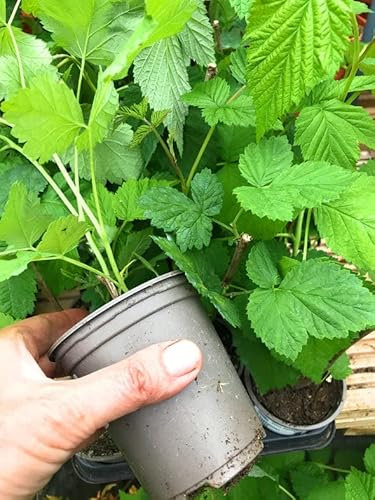 5 x Patio Raspberry Plants (9cm Dia Pots) Free UK Postage
