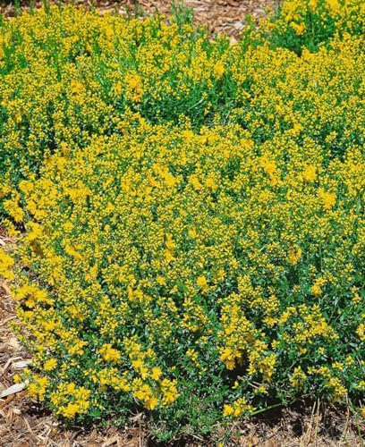 Genista tinctoria 'Plena' 20-30 cm - Färber-Ginster, gelbe gefüllte Blüten, Blütezeit Juni-August, ideal für Steingärten, bienenfreundlich, pflegeleicht