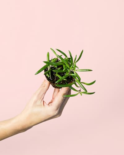 Senecio Purple Flush | Mini Planta Natural Interior | Pur Plant