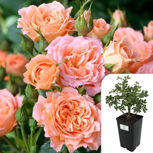 ‘Sweet Dreams’ Patio Rose – Fragrant Miniature Rose Plant | Peach-Orange Blooms | RHS Award-Winning, Disease-Resistant, 3L Potted Live Plant for Garden & Patio