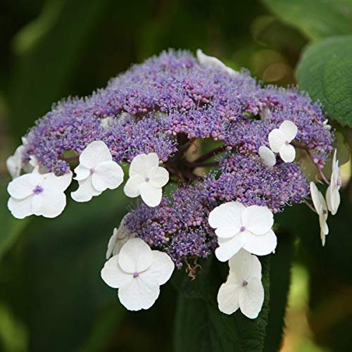 Hortensie villosa - Hydrangea Villosa - 25-30 cm Topf - Robuste Pflanze mit behaarten Blättern