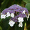 Hortensie villosa - Hydrangea Villosa - 25-30 cm Topf - Robuste Pflanze mit behaarten Blättern