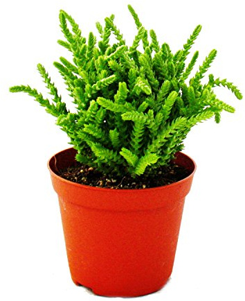 Sukkulente Crassula lycopodioides Mäuseschwanz 8,5cm Topf